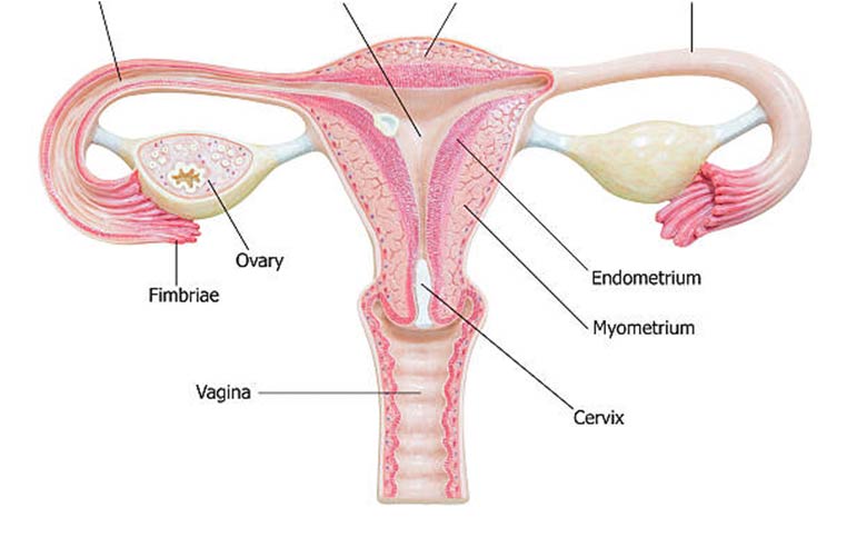 Reproductive Tract Infection